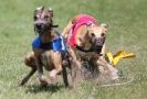 Image 5 in EAST ANGLIAN  WHIPPET RACING CLUB. BLACK VELVET OPEN 2009 