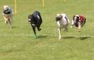 Image 50 in EAST ANGLIAN WHIPPET RACING CLUB. BLACK VELVET OPEN 2009