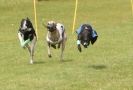 Image 51 in EAST ANGLIAN  WHIPPET RACING CLUB. BLACK VELVET OPEN 2009 