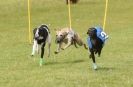 Image 52 in EAST ANGLIAN  WHIPPET RACING CLUB. BLACK VELVET OPEN 2009 