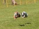 Image 54 in EAST ANGLIAN  WHIPPET RACING CLUB. BLACK VELVET OPEN 2009 