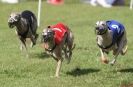 Image 55 in EAST ANGLIAN  WHIPPET RACING CLUB. BLACK VELVET OPEN 2009 