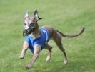 Image 56 in EAST ANGLIAN WHIPPET RACING CLUB. BLACK VELVET OPEN 2009
