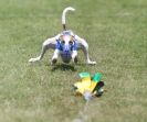 Image 6 in EAST ANGLIAN  WHIPPET RACING CLUB. BLACK VELVET OPEN 2009 