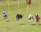 Image 7 in EAST ANGLIAN  WHIPPET RACING CLUB. BLACK VELVET OPEN 2009 