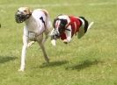 Image 8 in EAST ANGLIAN  WHIPPET RACING CLUB. BLACK VELVET OPEN 2009 