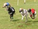 Image 9 in EAST ANGLIAN  WHIPPET RACING CLUB. BLACK VELVET OPEN 2009 