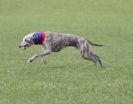 Image 10 in LURE COURSING AT HOLKHAM