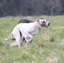 Image 11 in LURE COURSING AT HOLKHAM