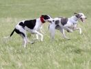 Image 12 in LURE COURSING AT HOLKHAM