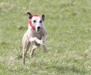 Image 14 in LURE COURSING AT HOLKHAM