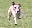 Image 16 in LURE COURSING AT HOLKHAM