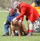 Image 17 in LURE COURSING AT HOLKHAM