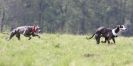 Image 19 in LURE COURSING AT HOLKHAM