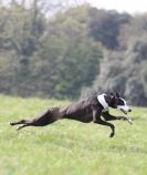 Image 20 in LURE COURSING AT HOLKHAM