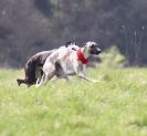 Image 22 in LURE COURSING AT HOLKHAM