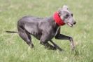 Image 23 in LURE COURSING AT HOLKHAM