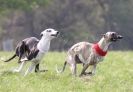 Image 25 in LURE COURSING AT HOLKHAM