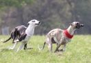 Image 25 in LURE COURSING AT HOLKHAM