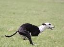 Image 27 in LURE COURSING AT HOLKHAM