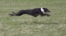 Image 32 in LURE COURSING AT HOLKHAM