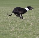 Image 33 in LURE COURSING AT HOLKHAM
