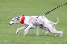 Image 36 in LURE COURSING AT HOLKHAM