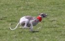 Image 37 in LURE COURSING AT HOLKHAM