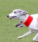 Image 39 in LURE COURSING AT HOLKHAM