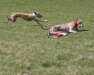 Image 4 in LURE COURSING AT HOLKHAM