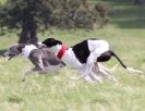 Image 41 in LURE COURSING AT HOLKHAM