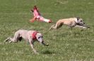 Image 42 in LURE COURSING AT HOLKHAM