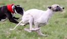 Image 43 in LURE COURSING AT HOLKHAM