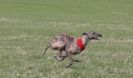 Image 5 in LURE COURSING AT HOLKHAM