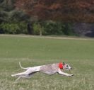 Image 6 in LURE COURSING AT HOLKHAM