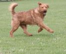 Image 7 in LURE COURSING AT HOLKHAM