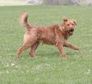 Image 8 in LURE COURSING AT HOLKHAM