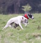 Image 9 in LURE COURSING AT HOLKHAM