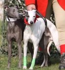 Image 5 in BOB BLATCH TROPHY