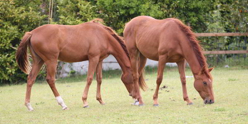 Horses